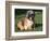 Shih Tzu Puppy Sitting on Grass-Adriano Bacchella-Framed Premium Photographic Print