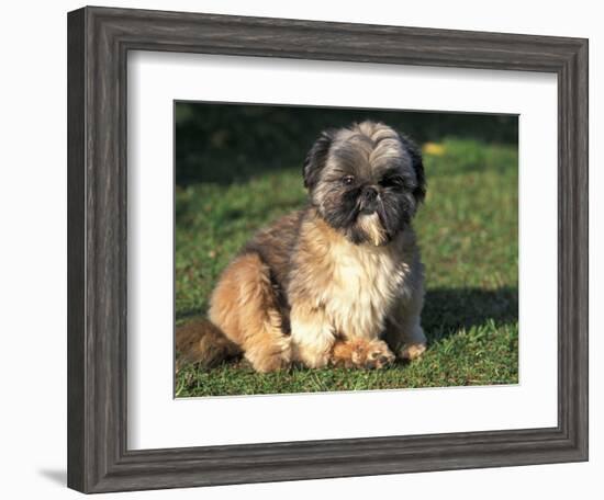 Shih Tzu Puppy Sitting on Grass-Adriano Bacchella-Framed Premium Photographic Print