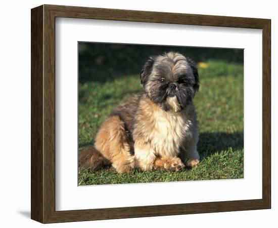 Shih Tzu Puppy Sitting on Grass-Adriano Bacchella-Framed Premium Photographic Print