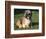 Shih Tzu Puppy Sitting on Grass-Adriano Bacchella-Framed Premium Photographic Print