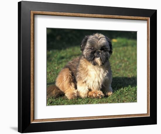 Shih Tzu Puppy Sitting on Grass-Adriano Bacchella-Framed Premium Photographic Print