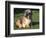 Shih Tzu Puppy Sitting on Grass-Adriano Bacchella-Framed Premium Photographic Print