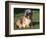 Shih Tzu Puppy Sitting on Grass-Adriano Bacchella-Framed Premium Photographic Print