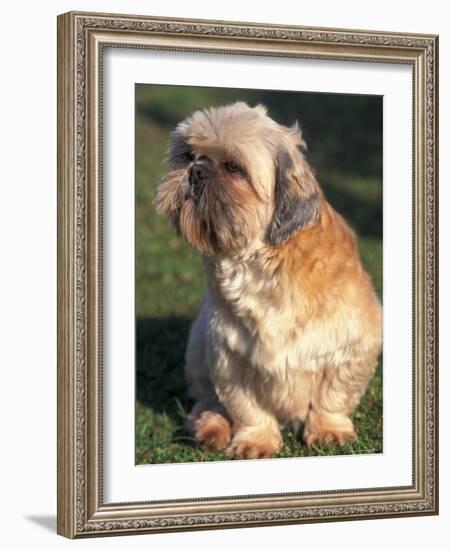 Shih Tzu Puppy Sitting on Grass-Adriano Bacchella-Framed Photographic Print