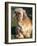 Shih Tzu Puppy Sitting on Grass-Adriano Bacchella-Framed Photographic Print