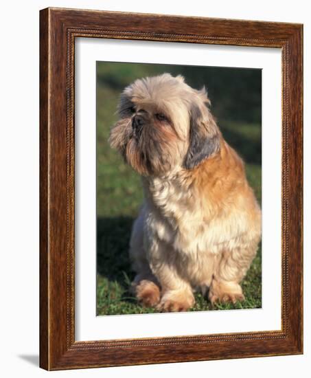 Shih Tzu Puppy Sitting on Grass-Adriano Bacchella-Framed Photographic Print