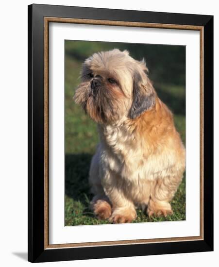 Shih Tzu Puppy Sitting on Grass-Adriano Bacchella-Framed Photographic Print