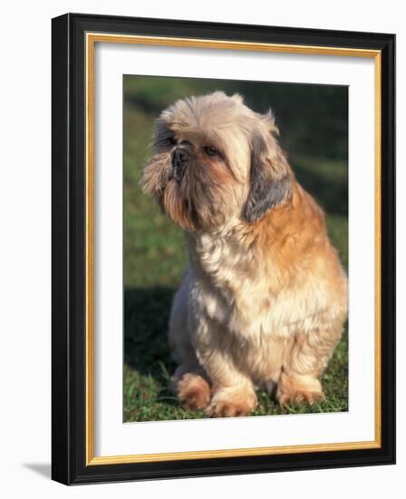 Shih Tzu Puppy Sitting on Grass-Adriano Bacchella-Framed Photographic Print