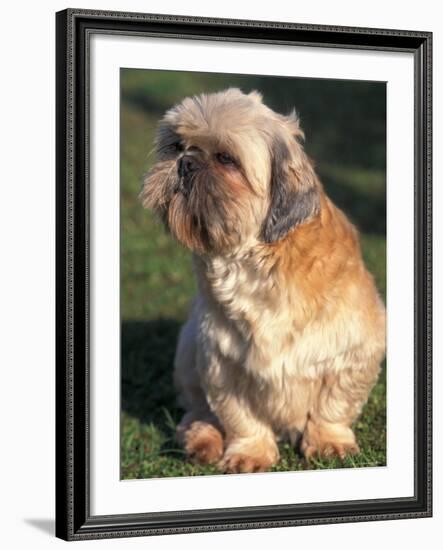 Shih Tzu Puppy Sitting on Grass-Adriano Bacchella-Framed Photographic Print