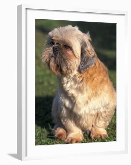 Shih Tzu Puppy Sitting on Grass-Adriano Bacchella-Framed Photographic Print