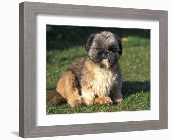 Shih Tzu Puppy Sitting on Grass-Adriano Bacchella-Framed Photographic Print