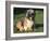 Shih Tzu Puppy Sitting on Grass-Adriano Bacchella-Framed Photographic Print