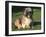 Shih Tzu Puppy Sitting on Grass-Adriano Bacchella-Framed Photographic Print