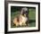 Shih Tzu Puppy Sitting on Grass-Adriano Bacchella-Framed Photographic Print