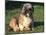 Shih Tzu Puppy Sitting on Grass-Adriano Bacchella-Mounted Photographic Print