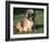 Shih Tzu Puppy Sitting on Grass-Adriano Bacchella-Framed Photographic Print