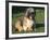 Shih Tzu Puppy Sitting on Grass-Adriano Bacchella-Framed Photographic Print