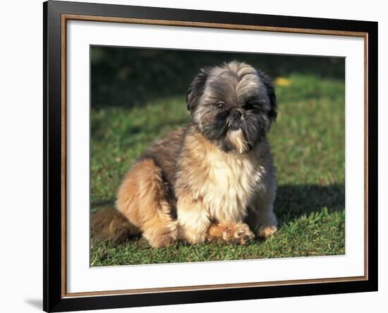 Shih Tzu Puppy Sitting on Grass-Adriano Bacchella-Framed Photographic Print