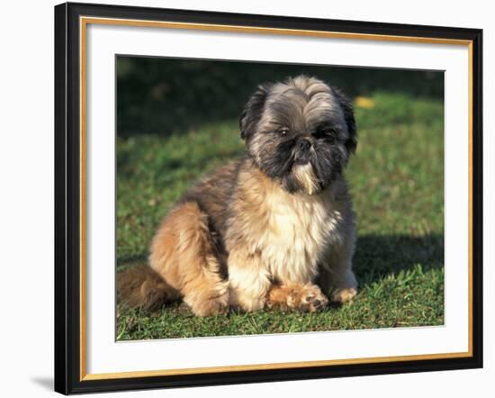 Shih Tzu Puppy Sitting on Grass-Adriano Bacchella-Framed Photographic Print