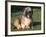 Shih Tzu Puppy Sitting on Grass-Adriano Bacchella-Framed Photographic Print