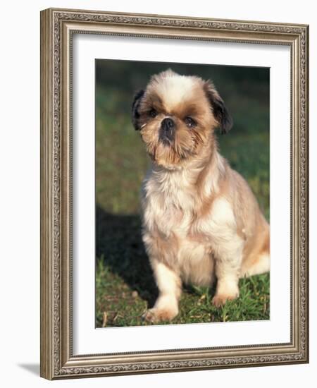 Shih Tzu Puppy Sitting on Grass-Adriano Bacchella-Framed Photographic Print