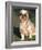 Shih Tzu Puppy Sitting on Grass-Adriano Bacchella-Framed Photographic Print