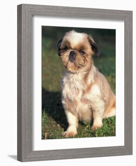 Shih Tzu Puppy Sitting on Grass-Adriano Bacchella-Framed Photographic Print