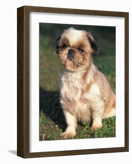 Shih Tzu Puppy Sitting on Grass-Adriano Bacchella-Framed Photographic Print