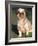 Shih Tzu Puppy Sitting on Grass-Adriano Bacchella-Framed Photographic Print