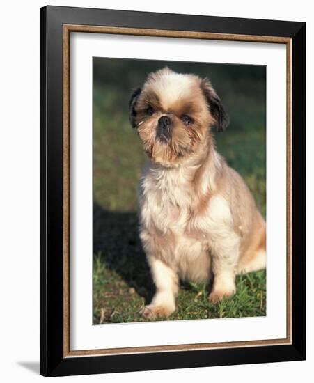 Shih Tzu Puppy Sitting on Grass-Adriano Bacchella-Framed Photographic Print