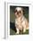 Shih Tzu Puppy Sitting on Grass-Adriano Bacchella-Framed Photographic Print