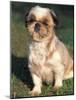 Shih Tzu Puppy Sitting on Grass-Adriano Bacchella-Mounted Photographic Print