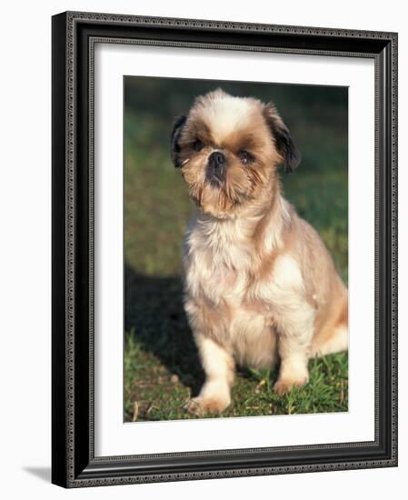 Shih Tzu Puppy Sitting on Grass-Adriano Bacchella-Framed Photographic Print