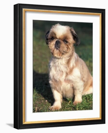 Shih Tzu Puppy Sitting on Grass-Adriano Bacchella-Framed Photographic Print