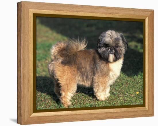 Shih Tzu Puppy Standing on Grass-Adriano Bacchella-Framed Premier Image Canvas