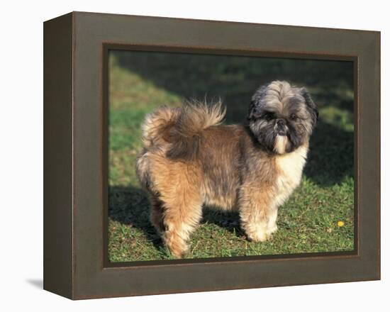 Shih Tzu Puppy Standing on Grass-Adriano Bacchella-Framed Premier Image Canvas