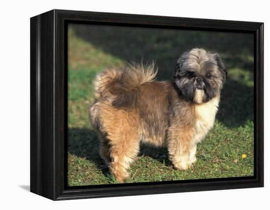 Shih Tzu Puppy Standing on Grass-Adriano Bacchella-Framed Premier Image Canvas