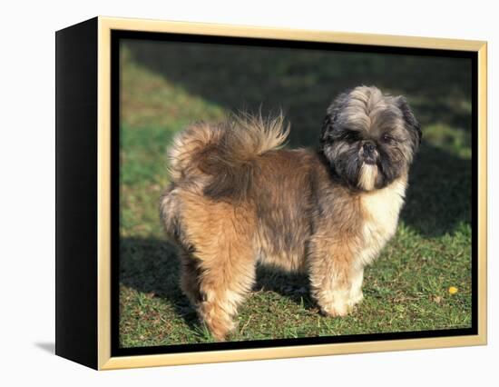 Shih Tzu Puppy Standing on Grass-Adriano Bacchella-Framed Premier Image Canvas