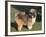 Shih Tzu Puppy Standing on Grass-Adriano Bacchella-Framed Photographic Print