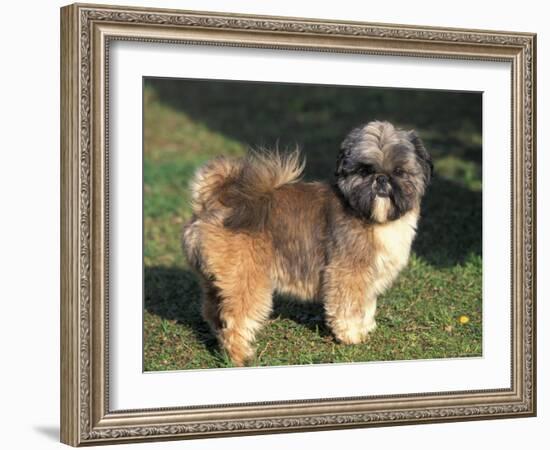 Shih Tzu Puppy Standing on Grass-Adriano Bacchella-Framed Photographic Print