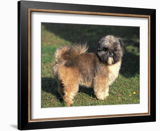 Shih Tzu Puppy Standing on Grass-Adriano Bacchella-Framed Photographic Print