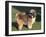 Shih Tzu Puppy Standing on Grass-Adriano Bacchella-Framed Photographic Print