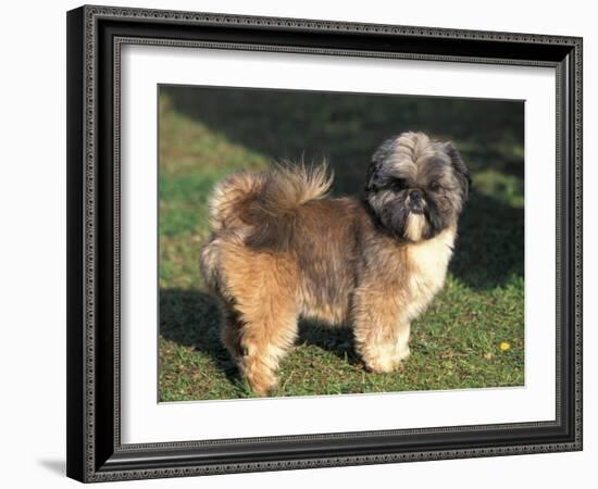 Shih Tzu Puppy Standing on Grass-Adriano Bacchella-Framed Photographic Print