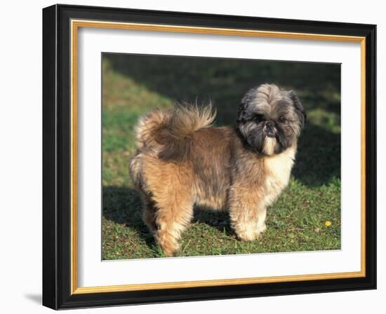 Shih Tzu Puppy Standing on Grass-Adriano Bacchella-Framed Photographic Print