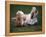 Shih Tzu Running-Adriano Bacchella-Framed Premier Image Canvas