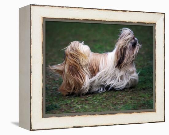 Shih Tzu Running-Adriano Bacchella-Framed Premier Image Canvas