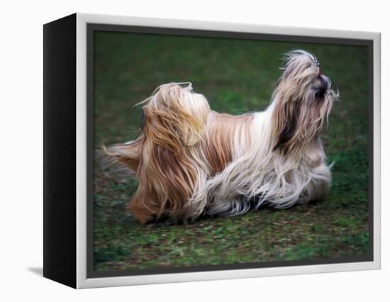 Shih Tzu Running-Adriano Bacchella-Framed Premier Image Canvas