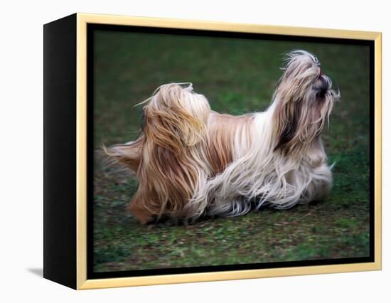 Shih Tzu Running-Adriano Bacchella-Framed Premier Image Canvas