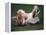 Shih Tzu Running-Adriano Bacchella-Framed Premier Image Canvas