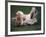 Shih Tzu Running-Adriano Bacchella-Framed Photographic Print